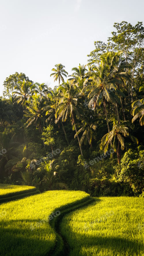 Preview: Morning view of Tegallalang Rice fields terraces in Ubud, Bali, Indonesia