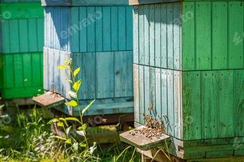 Preview: Old apiary full of bees in summer garden
