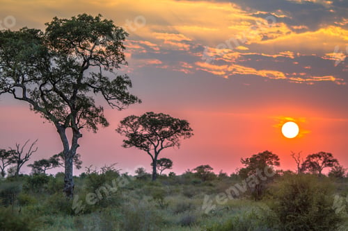 Preview: African sun over Savanna plain