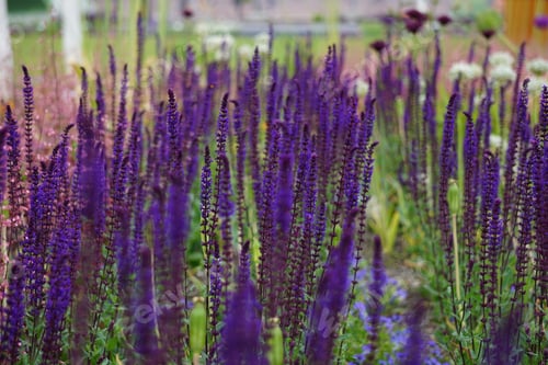 Preview: Closeup shot of a field of beautiful lavender flowers