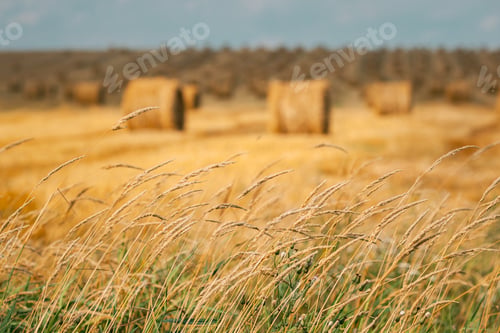 Preview: Grass And Summer Hay Rolls In Straw Field Landscape. Haystack, Hay Roll