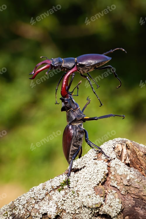 Preview: Two stag beetle males fighting against each other on the wood