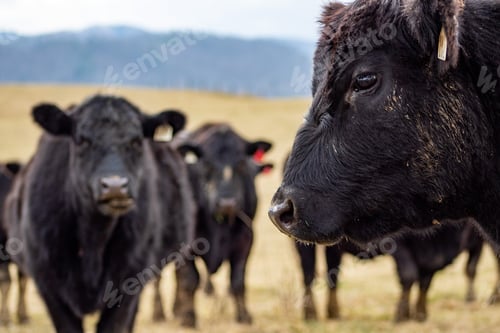 Black Angus Cattle Grazing in Rural Field