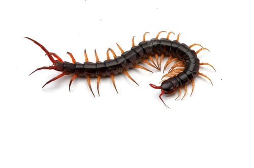 Preview: Giant centipede isolated on white background