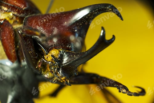 Preview: Macro shot of a rhinoceros beetle