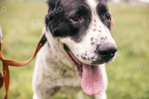 Preview: Big adorable black and white dog, central asian shepherd