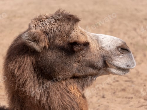 Preview: Portrait of a graceful two-humped camel resting in the shade