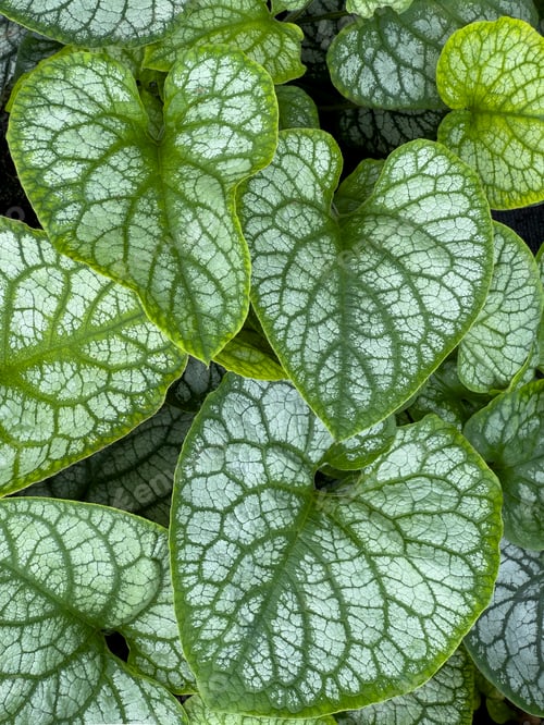 Preview: Gardening - Covering of grren leaves