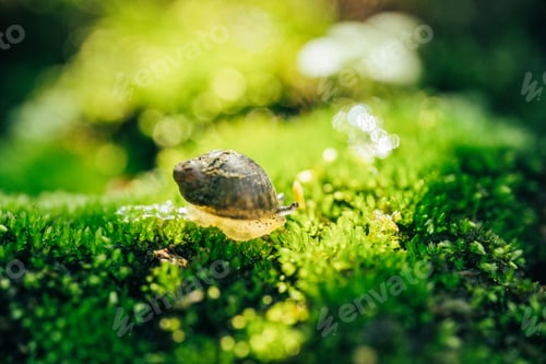 Preview: Snail life