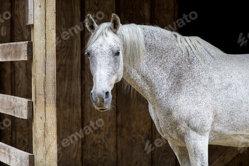 Preview: White horse standing by a barn.