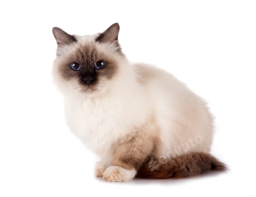 Preview: birman cat in studio
