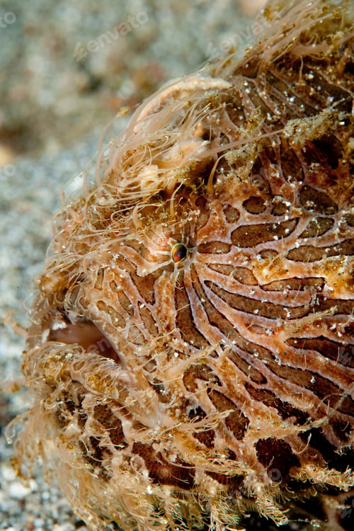 Preview: Camouflaged hairy frogfish waiting patiently on the sea floor