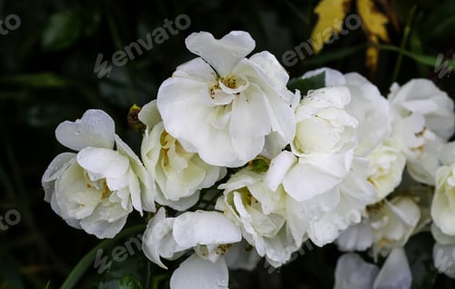 Preview: Rain drops on the petals of a white rose flowers in a summer garden.