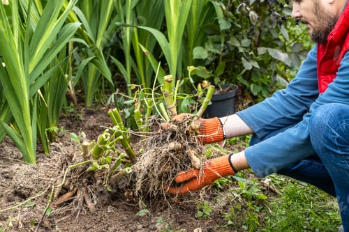 Preview: Hands hold dahlia tubers, just dug out of the ground for winter storage.