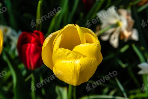 Preview: Colorful spring fresh dutch tulips. Yellow color