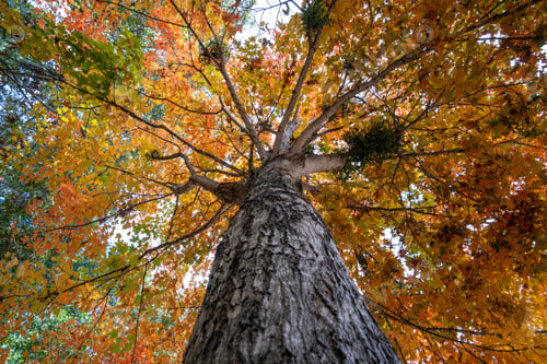Preview: Beautiful autumn landscape in Tennessee mountain forest