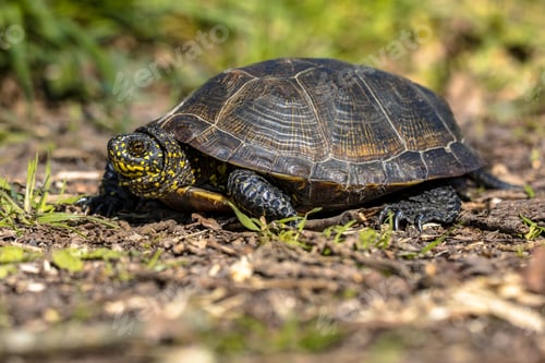 Preview: European pond turtle