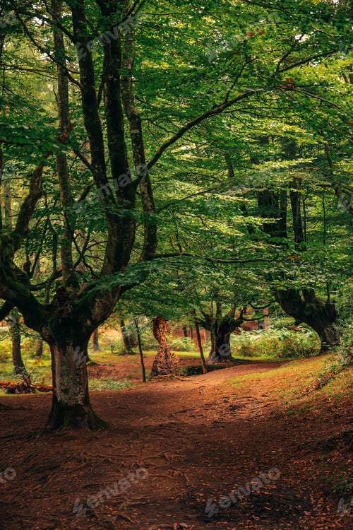 Preview: View of a beech forest in autumn with a calm and mystical atmosphere