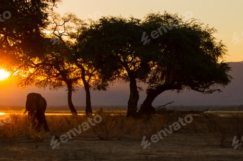 Preview: Elephant (Loxodonta Africana), Zambezi River, Zimbabwe