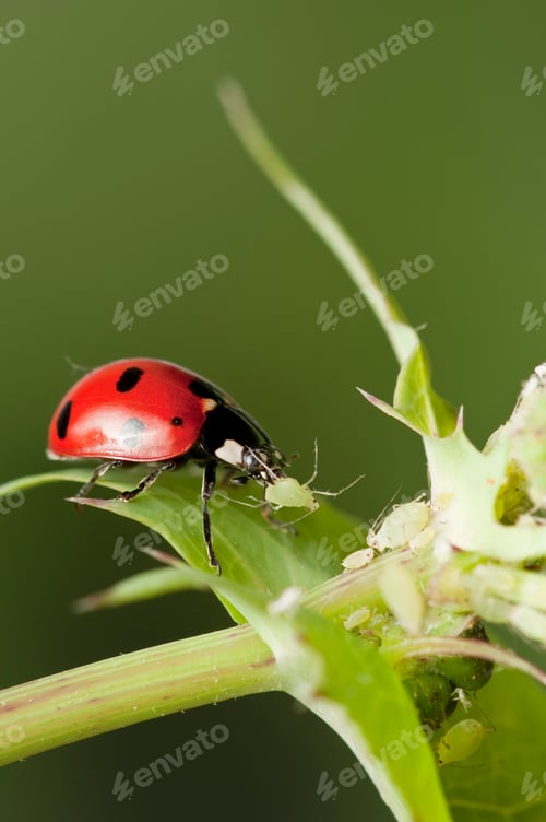 Preview: ladybird Eating Aphids