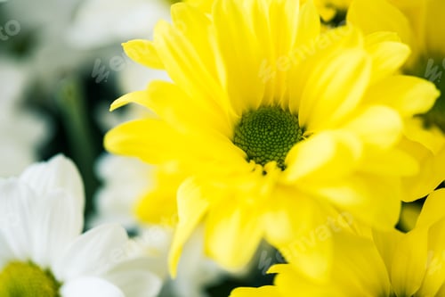 Preview: close-up view of beautiful blooming white and yellow flowers