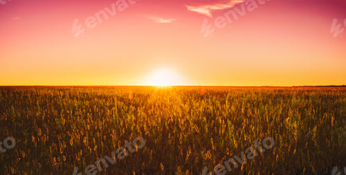 Preview: Meadow Grass In Yellow Sunlight At Later Summer Or Early Autumn