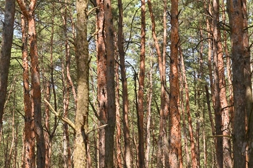 Preview: a pine forest with tall pines.