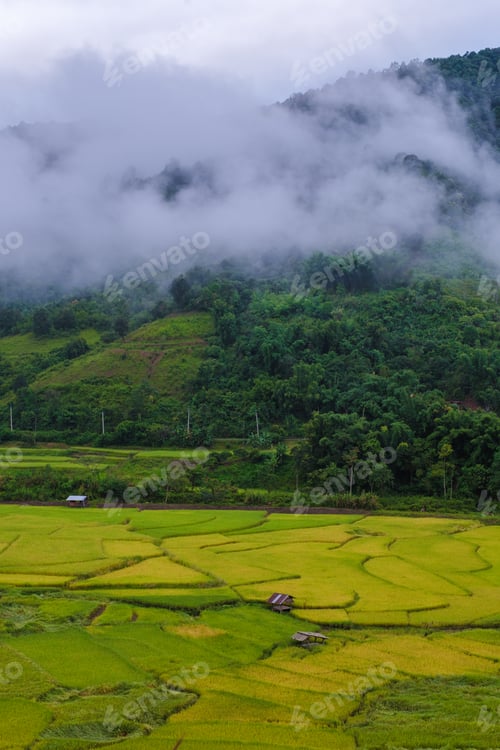 Preview: rice paddy field at Sapan Bo Kluea Nan Thailand