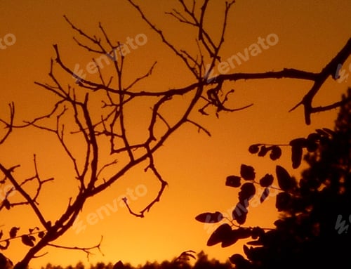 Preview: ORANGE! A beautiful