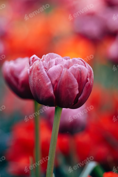 Preview: Macro shot of pink tulip on bokeh background