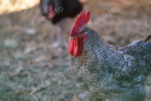 Preview: The rooster displays its striking red comb and wattles, detailed feathers, and alert expression in a