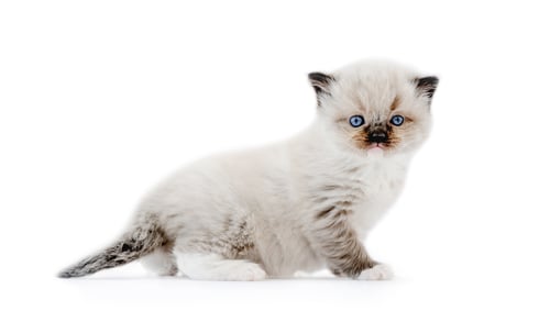 Preview: Ragdoll kitten isolated on white background