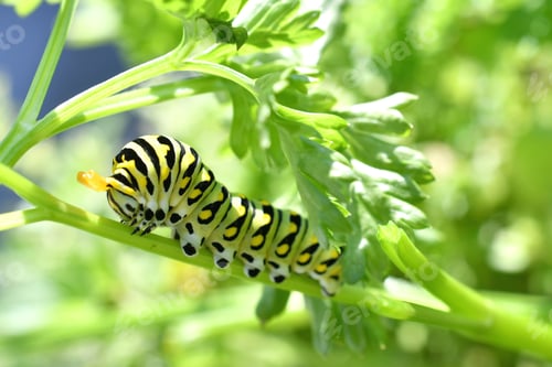 Preview: A green, yellow and black Swallowtail butterfly caterpillar.