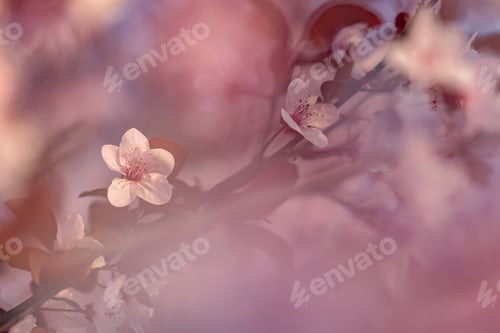 Preview: Spring blossom background