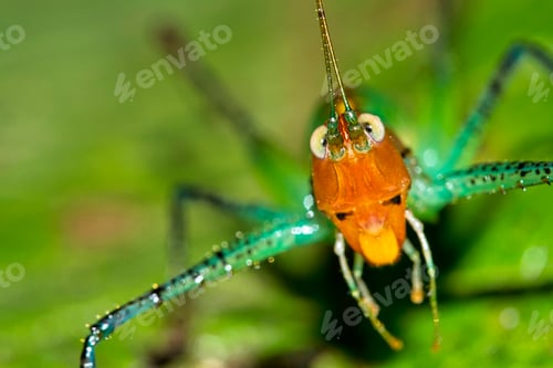 Preview: Tropical Grasshopper, Marino Ballena National Park, Costa Rica