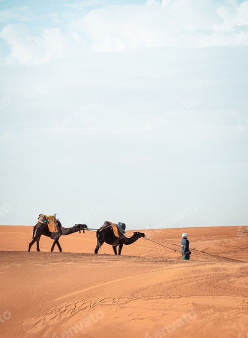 Preview: Portrait picture of berber walking with camels in Merzouga Sahara Morocco