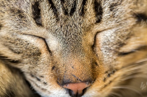 Vorschau: Haustier; süße Katze für drinnen Hauskatze.