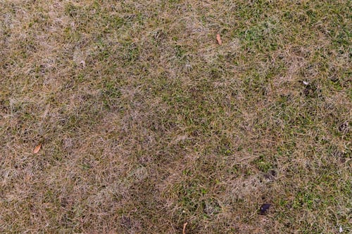 Preview: Green Dry Grass - High Resolution Background Texture