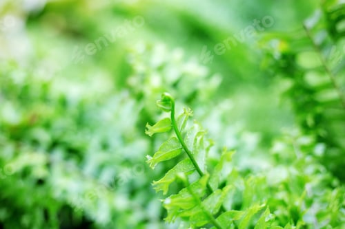 Vista previa: Leaves of fern with sunlight