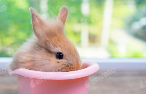 Preview: Cute small light brown bunny rabbit stay inside pink bathtub on wood table