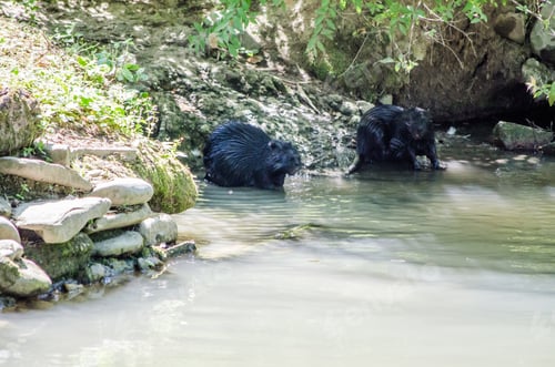 Preview: Porcupines by stream in forested environment