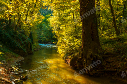Preview: Flowing stream in autumn forest