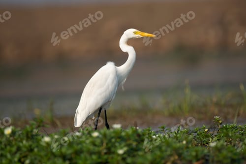 Preview: Great Egret bird resting