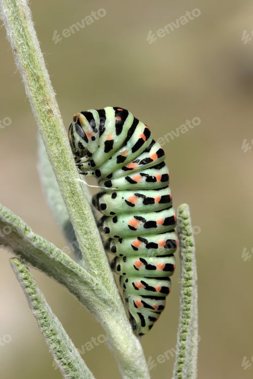 Preview: Swallow tail butterfly caterpillar
