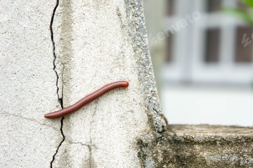 Preview: Millipede on the wall of the house in the rain.