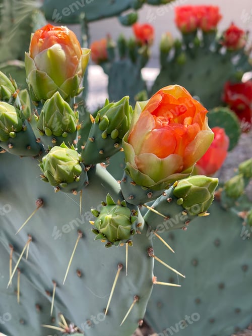 Preview: Blooming Cactus Flower in the Desert Sunlight