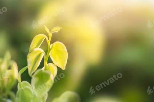 Preview: Peperomia green leaves in garden on natural background