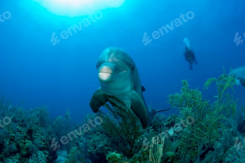 Preview: closeup shot of bottlenose dolphin with dive on background