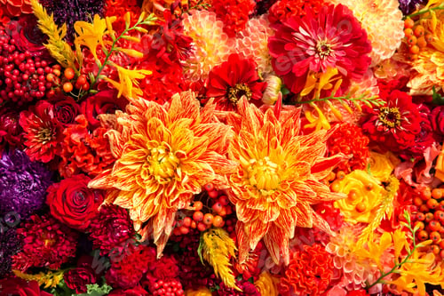 Preview: Beautiful colorful autumnal flowers background. Aster, carnation and rose flowers. Top view.