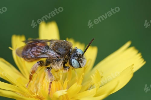 Preview: lue eyes of a colorful cleptoparasite bee Epeoloides coecutiens collecting pollen on a yellow flower